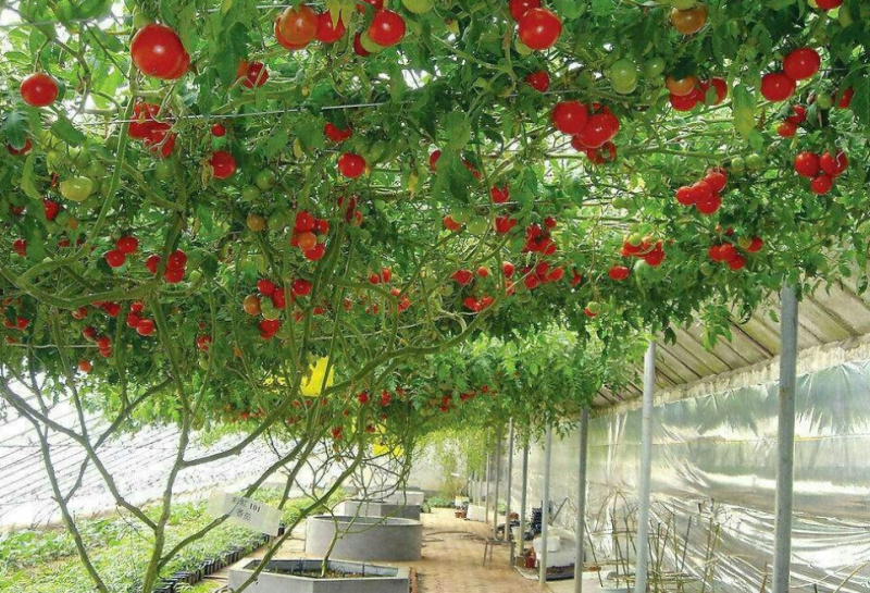 种植案例