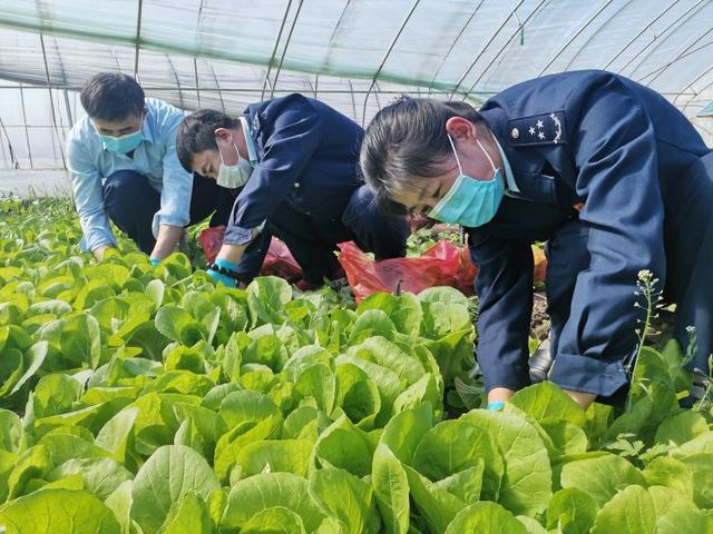 种植案例